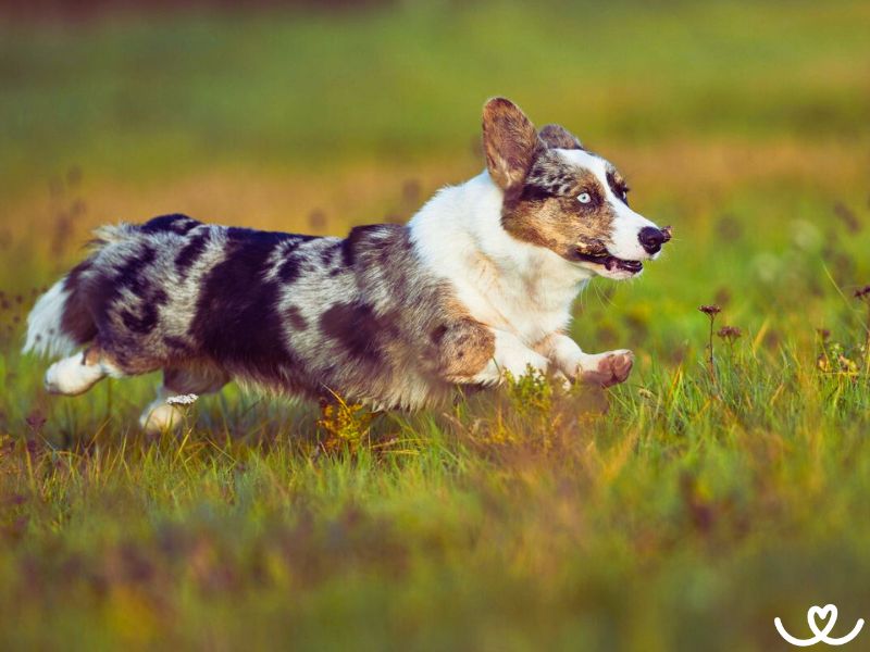 Plemeno-welsh-corgi-cardigan (6)